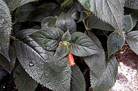 Kohleria 'Trinidad' (misidentified as Kohleria ocellata)