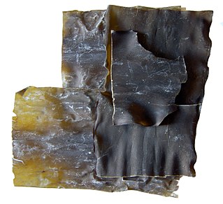 <span class="mw-page-title-main">Kombu</span> Edible kelp