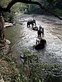 Toilettage des éléphants dans la rivière Mae Taeng