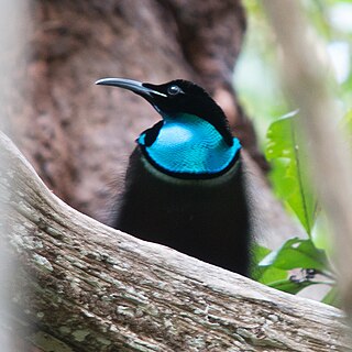 <span class="mw-page-title-main">Magnificent riflebird</span> Species of bird