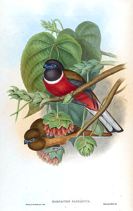 Malabartrogon