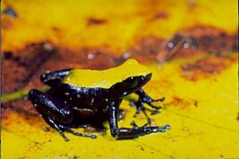 Mantella laevigata