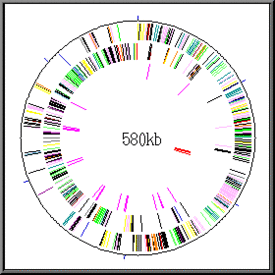 Mycoplasma genitalium