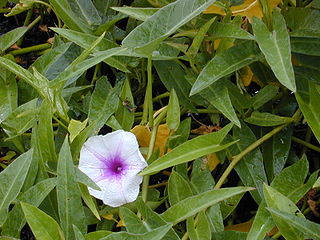 <i>Ipomoea aquatica</i> Species of plant