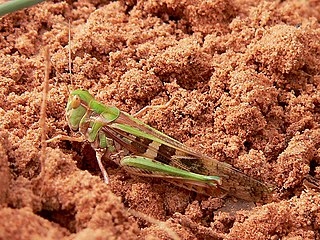 <span class="mw-page-title-main">Senegalese grasshopper</span> Species of grasshopper