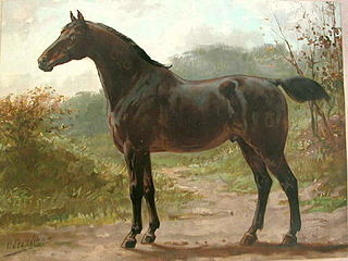 <span class="mw-page-title-main">Heavy warmblood</span> Group of horse breeds