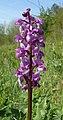 Orchis mascula Germany - Hohenlohe