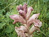 Orobanche caryophyllaceae bloemen.jpg