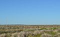 English: The flat plain at Oxley, New South Wales