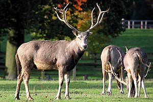 Elafuroj en bestoĝardeno de Bedfordshire, Anglio