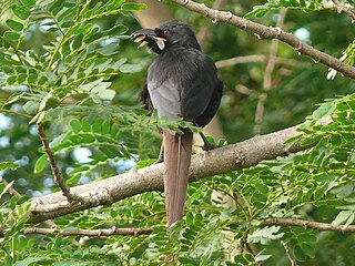 <span class="mw-page-title-main">Piapiac</span> Species of bird