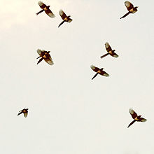 Ein Schwarm fliegender Gelbschnabelelstern