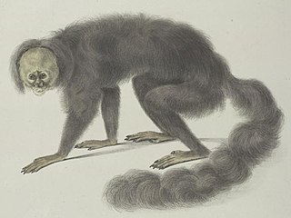 <span class="mw-page-title-main">Burnished saki</span> Species of New World monkey