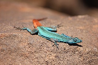 <span class="mw-page-title-main">Soutpansberg flat lizard</span> Species of lizard