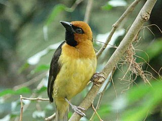 Black-necked weaver Species of bird