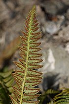 Polystichum lonchitis