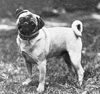 Pug năm 1915