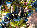 Puya alpestris