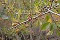 Rhamnus crenulata