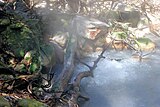 A hot spring at Rincon de la Vieja National Park.