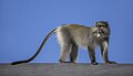 56 Samango monkey (Cercopithecus mitis erythrarchus) Mount Sheba uploaded by Charlesjsharp, nominated by Charlesjsharp,  17,  0,  0