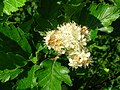 Endemický druh jarabiny (Sorbus arranensis)