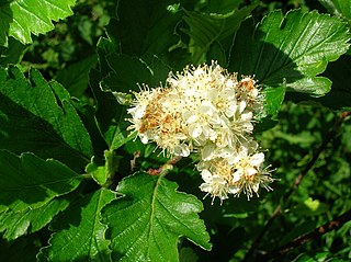 <i>Hedlundia arranensis</i> Species of flowering plant