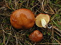 Suillus brevipes