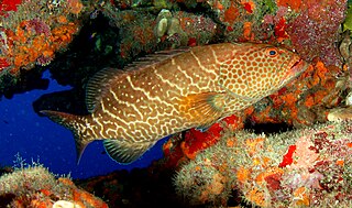 <span class="mw-page-title-main">Tiger grouper</span> Species of fish