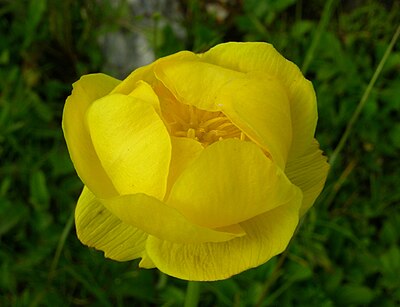 Slika:Trollius europaeus Krvavec.JPG