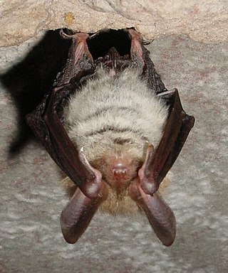 <span class="mw-page-title-main">Bechstein's bat</span> Species of mammal