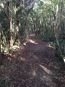 Windley Key trail.JPG