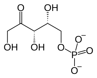 <span class="mw-page-title-main">Xylulose 5-phosphate</span> Chemical compound