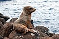 Galápagos-Seelöwe, Jungtier