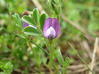 Vicia lathyroides