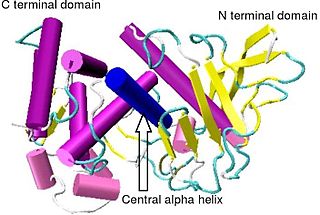 Thermolysin