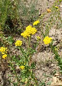 Muskatkraut (Leberbalsam-Schafgarbe oder Achillea decolorans) (ähnliches Bild)