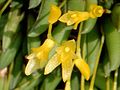 Acianthera leptotifolia flowers