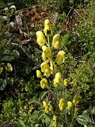 Aconitum anthora