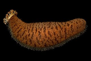 <span class="mw-page-title-main">Sea cucumber</span> Class of echinoderms