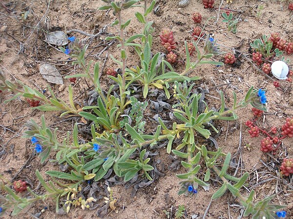 Alkanna tinctoria with bright blue flowers Alkanna tinctoria.jpg