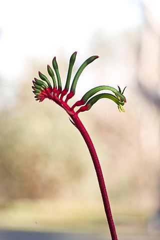 <span class="mw-page-title-main">Flora of Western Australia</span>