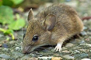 <span class="mw-page-title-main">Wood mouse</span> Species of rodent