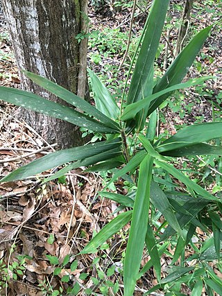 <i>Arundinaria</i> Genus of American bamboo, often referred to in American English as cane