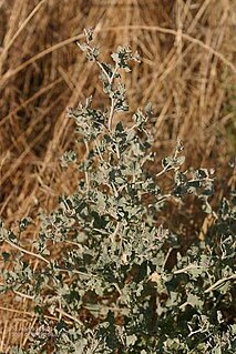 <i>Atriplex argentea</i> Species of flowering plant