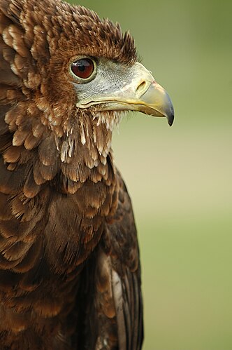 Орёл-скоморох (Terathopius ecaudatus)