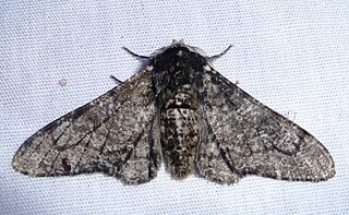 <span class="mw-page-title-main">Peppered moth</span> Species of moth