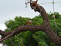 Spornkuckuck Senegal Coucal adult