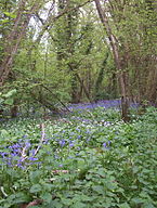 Coppice woodland, Isle of Wight, UK