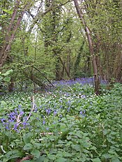 Coppiced hazel